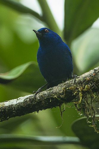 Indigo flowerpiercer